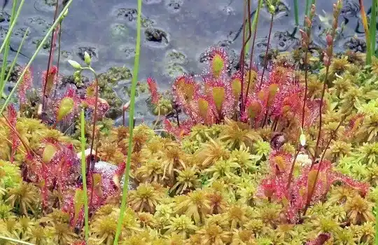 Vannitiikide projekteeritud ehitus – Garden Peatlands