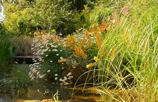 Vannitiikide projekteeritud ehitus - Looduslikud aiad